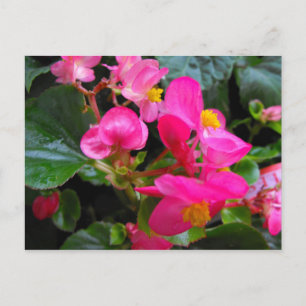 Carte Postale Begonia rose