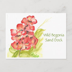 Carte postale Bégonia sauvage