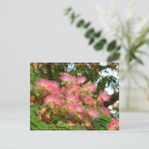 Carte Postale Bel arbre d'Albizia en fleurs
