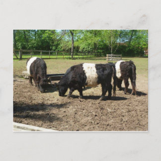 Carte postale Belge Galloway