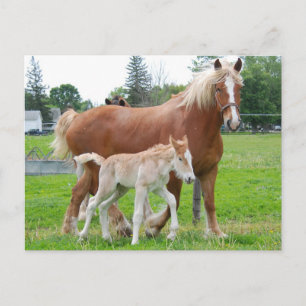 Carte Postale Belge Mare et Filly