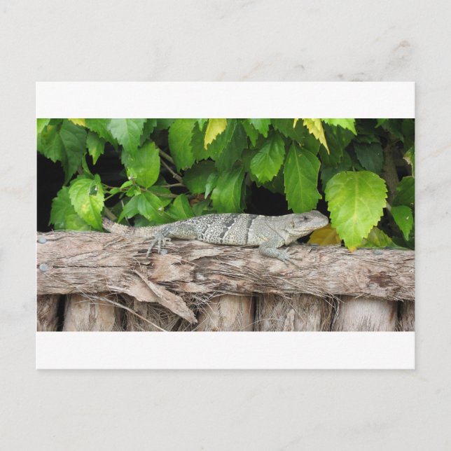 Carte Postale Bélize Lizard PostCard (Devant)
