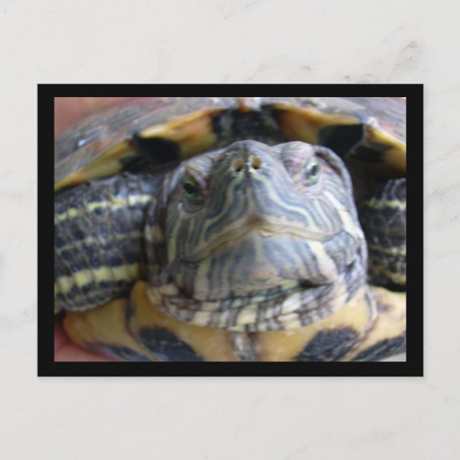 Carte Postale Belka gros plan (Devant)