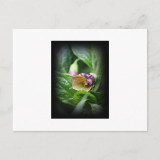 Carte Postale Belladonna