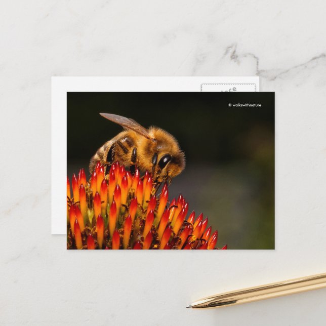 Carte Postale Belle abeille de miel pollinisant un confleur (Devant/Arrière en situation)