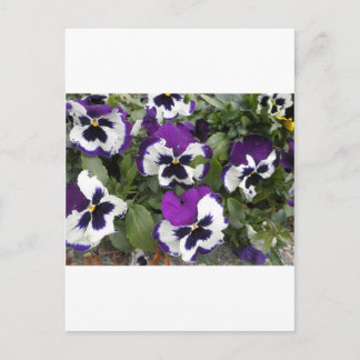 Carte Postale Belle Art Pansy violet et blanc