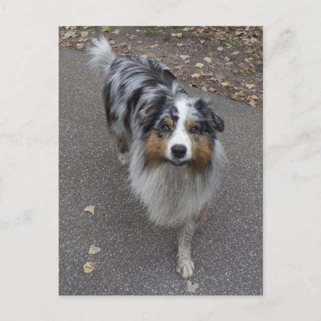 Carte Postale Belle Aussie multicolore (Devant)