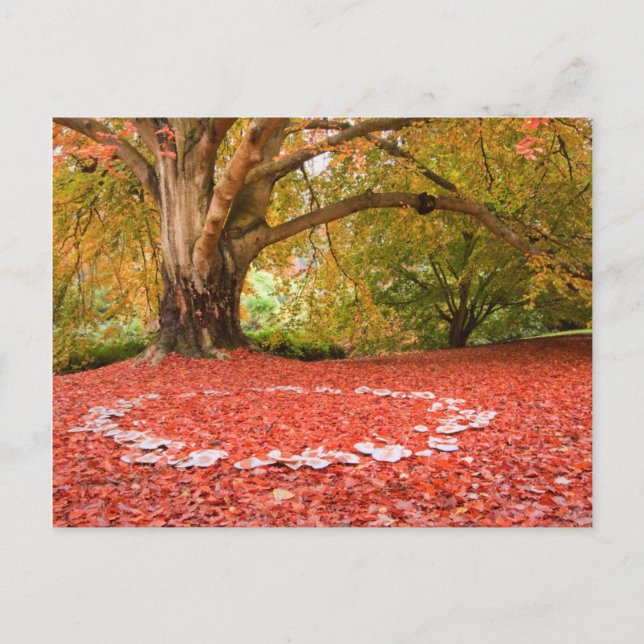 Carte Postale Belle Automne Automne Nature Fée Bague (Devant)
