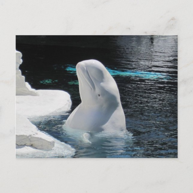 Carte Postale Belle baleine blanche Beluga (Devant)