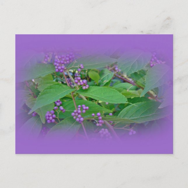 Carte Postale Belle-Belle américaine (Callicarpa americana) (Devant)