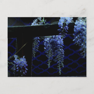 Carte Postale Belle Bleue Bleue Lavande de la Nuit de la Wisteri