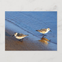 Belle Bleue Bleue Sandpiper Photo