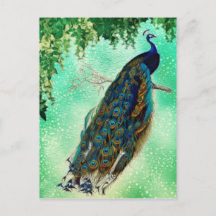 Carte Postale Belle Blue Peacock Nature Bird Tail Vintage
