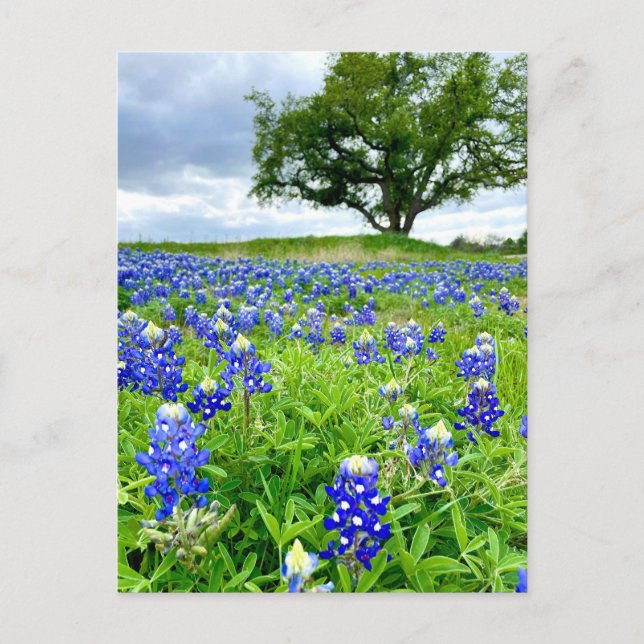 Carte Postale Belle Bluebonnets Texas Photographie (Devant)