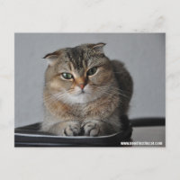 Belle chatte écossaise pli : comment allez-vous