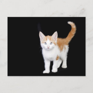 Carte Postale belle chatte gingembre et blanc