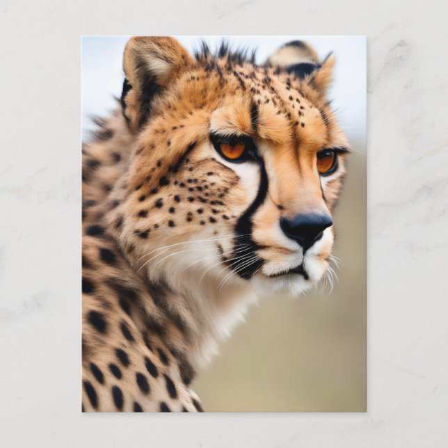 Carte Postale Belle Cheetah (Devant)