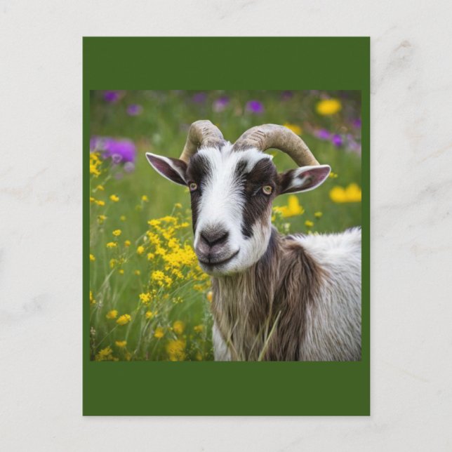 Carte Postale Belle chèvre (Devant)