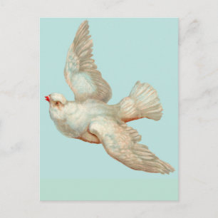 Carte Postale belle colombe blanche
