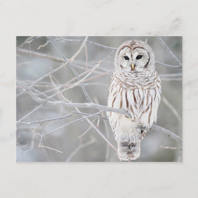 Carte Postale Belle conception de Chouette blanche (Devant)