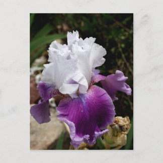 Carte Postale Belle conception pourpre et blanche d'iris
