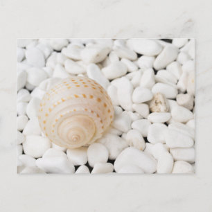 Carte Postale Belle coquille sur les pierres blanches