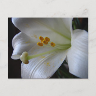 Carte Postale Belle Fleur