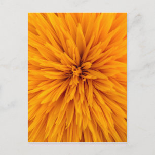 Carte Postale Belle Fleur de Dahlia Jaune