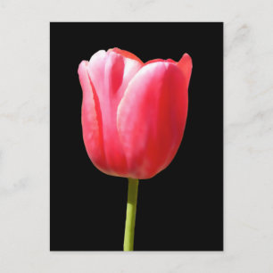 Carte Postale Belle fleur de tulipe unique