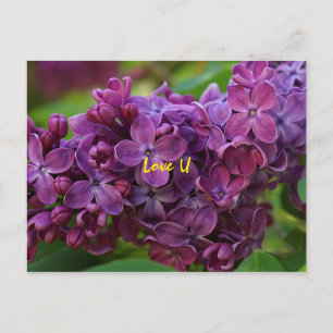 Carte Postale Belle fleur lilas