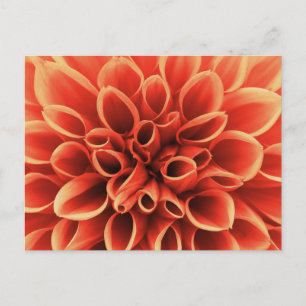 Carte Postale Belle Fleur Orange Dahlia