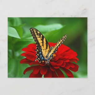Carte Postale Belle fleur rouge papillon