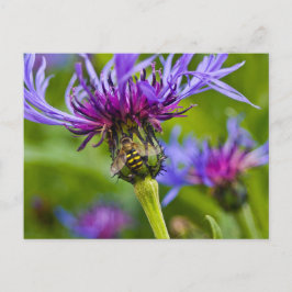 Carte Postale Belle fleur violette avec abeille de miel