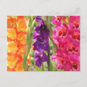 Carte Postale Belle floraison de gladiolus