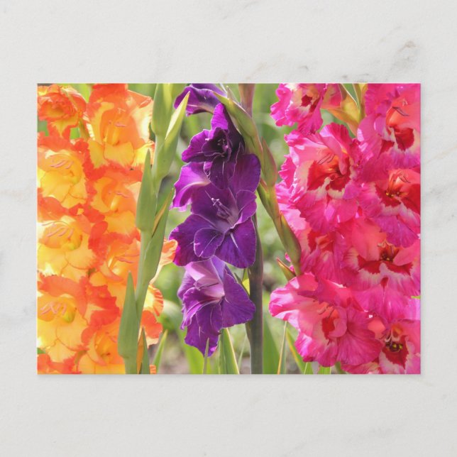 Carte Postale Belle floraison de gladiolus (Devant)