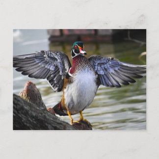 Carte Postale Belle frapper Bois Canard Floride Photographie