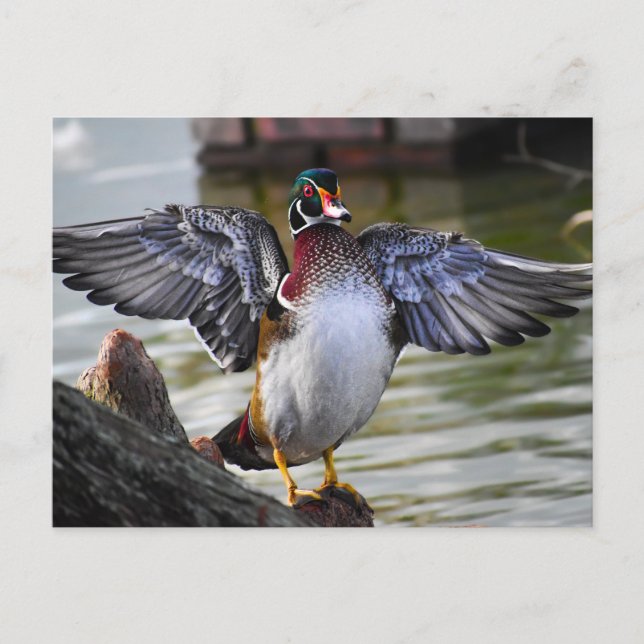 Carte Postale Belle frapper Bois Canard Floride Photographie (Devant)
