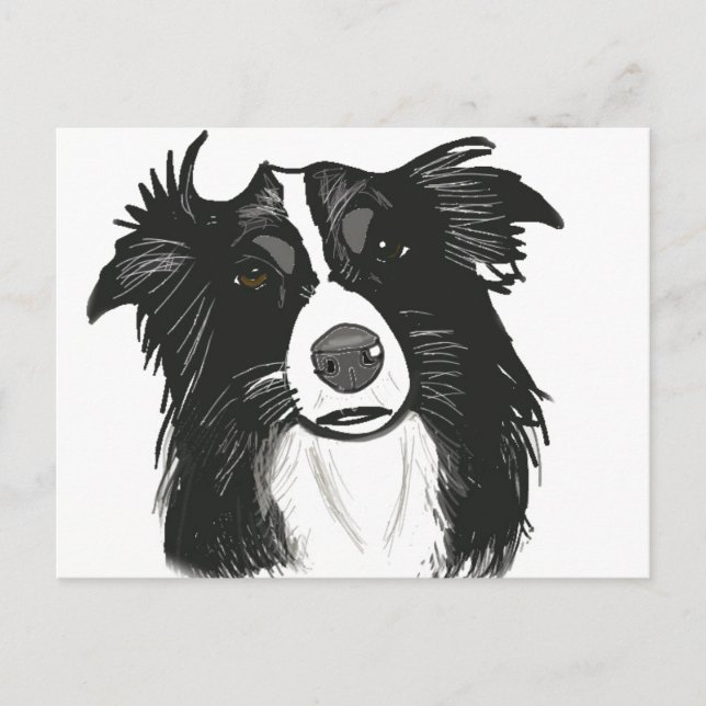 Carte Postale Belle frontière noire et blanche Collie (Devant)
