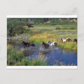 Carte Postale Belle Horse Ranch Destiny Nature