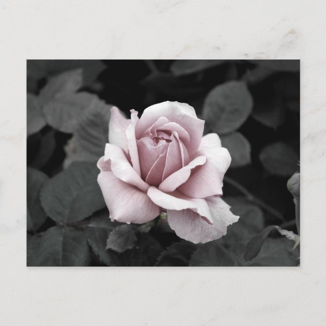 Carte Postale Belle impression rose pâle (Devant)