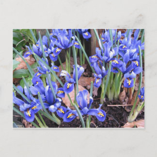 CARTE POSTALE BELLE IRIS