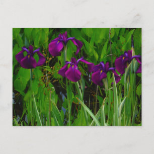 Carte Postale Belle Iris Violet