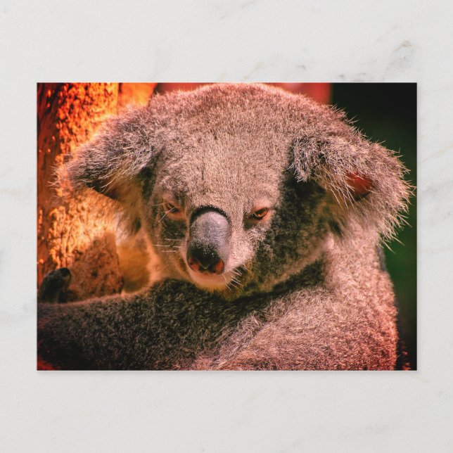 Carte Postale Belle Koala (Devant)