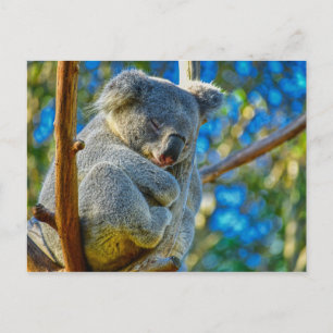 Carte Postale Belle Koala