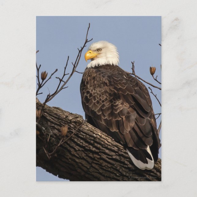 Carte Postale Belle maman (Aigle) (Devant)