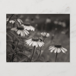 Carte Postale Belle marguerite fleurs photo d'art.