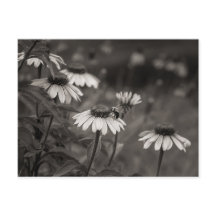 Belle marguerite fleurs photo d'art.