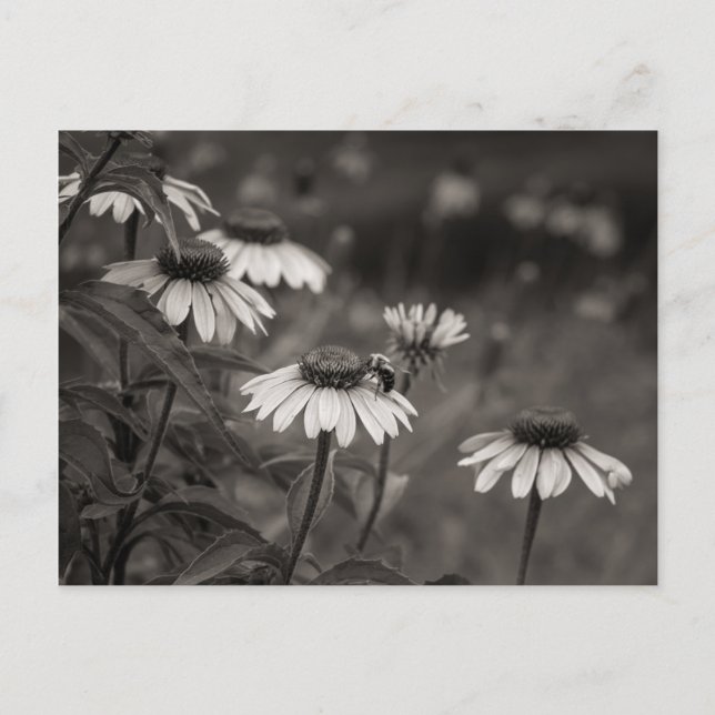 Carte Postale Belle marguerite fleurs photo d'art. (Devant)