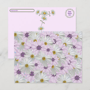Carte Postale Belle marguerite rose & blanc