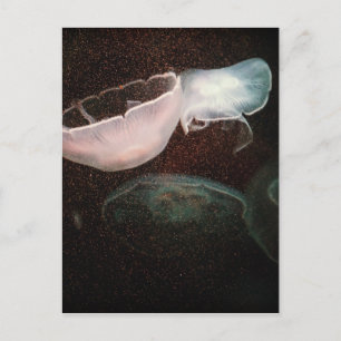 Carte Postale Belle méduse